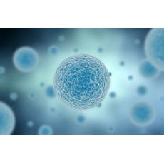 豚鼠皮膚細(xì)胞；GP-S3	