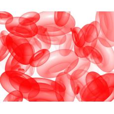 牛陀螺狀細胞；BT	