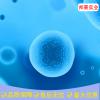 人軟骨細胞C28/I2